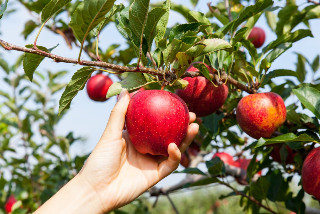 A hand reaching up to pick a ripe red apple