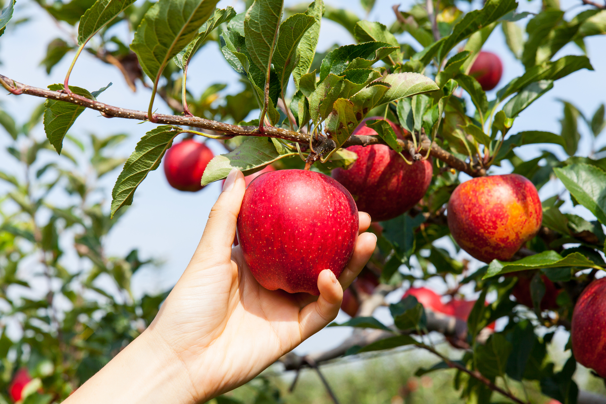 The 6 Best And Hardiest Fruit Trees To Plant In Zone 6 HappySprout The 6 Best And Hardiest Fruit Trees To Plant In Zone 6 HappySprout