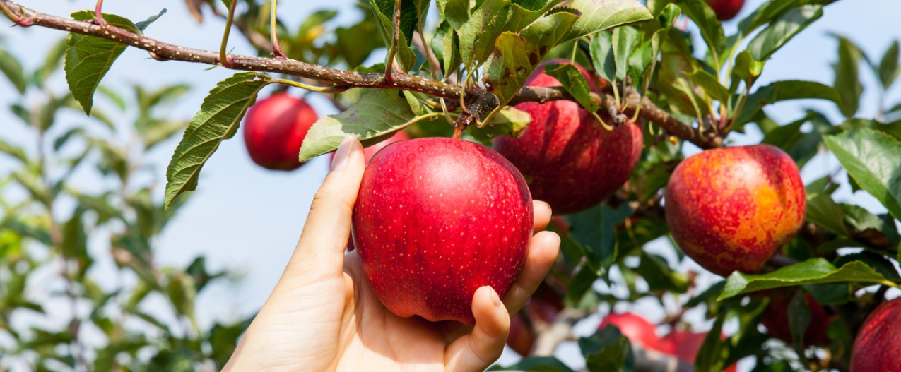 A hand reaching up to pick a ripe red apple