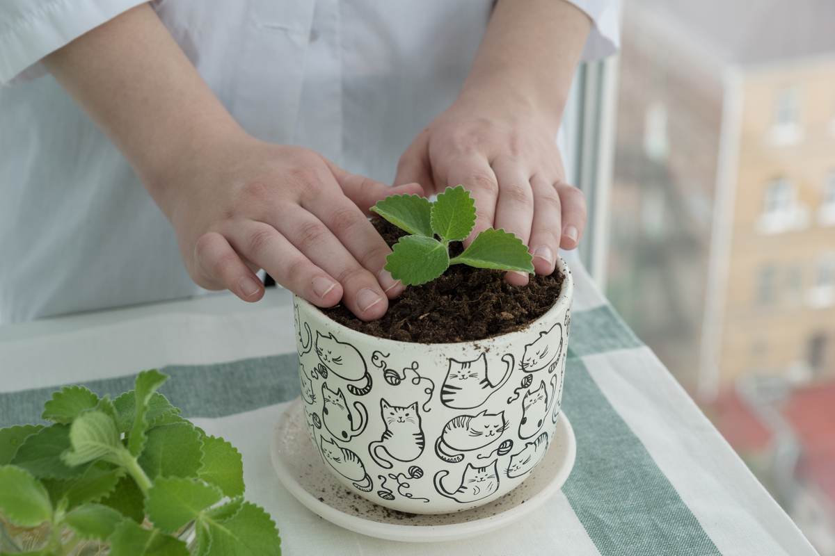 A person in a white button down shirt planting a mint seedling in a pot with cats on it