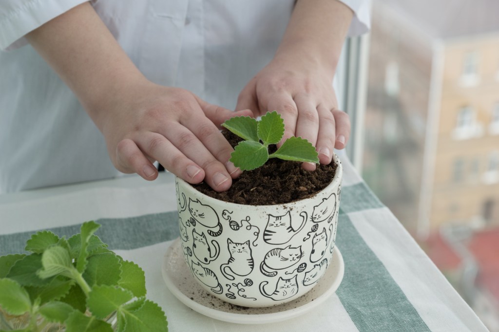 A person in a white button down shirt planting a mint seedling in a pot with cats on it