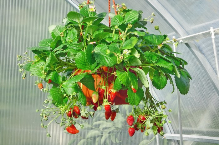 strawberries growing in a hanging basket