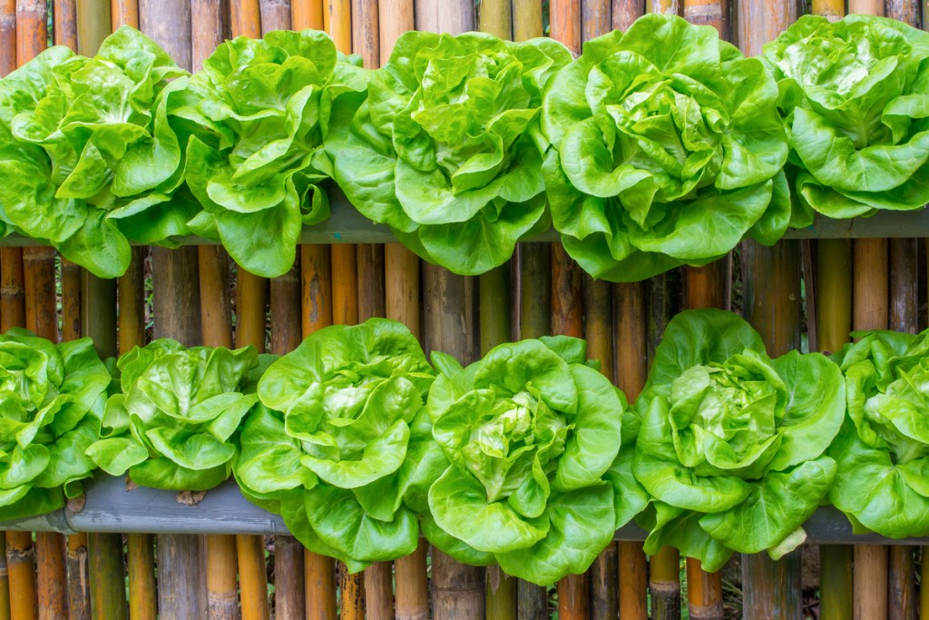 Wall planters with lettuce