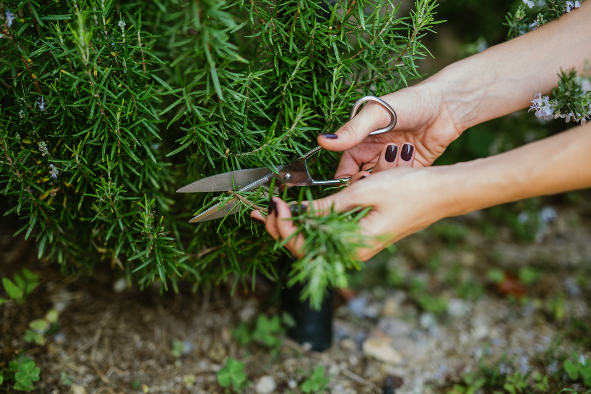 A person harvesting rosemary