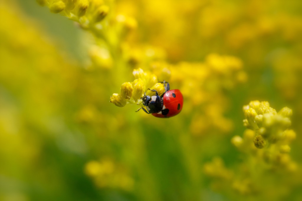 Close up of a red ladybug on a stalk of goldenrod