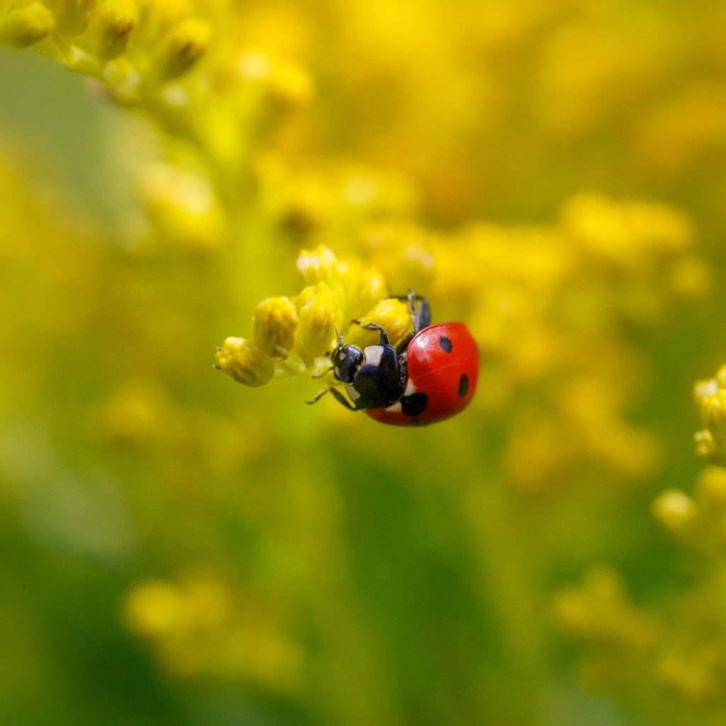 Close up of a red ladybug on a stalk of goldenrod