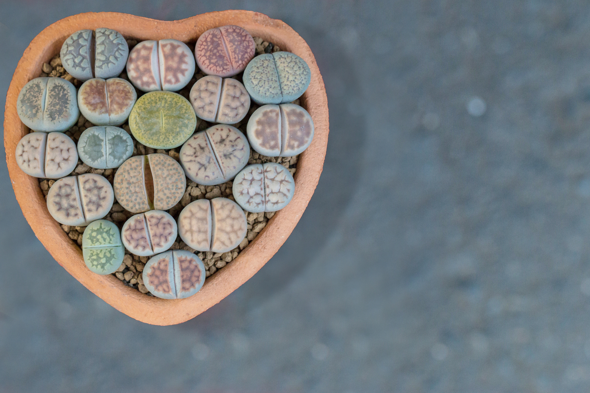 Lithops growing in a heart shaped pot