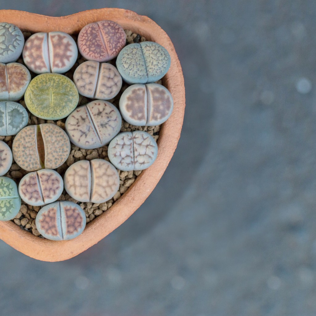 Lithops growing in a heart shaped pot