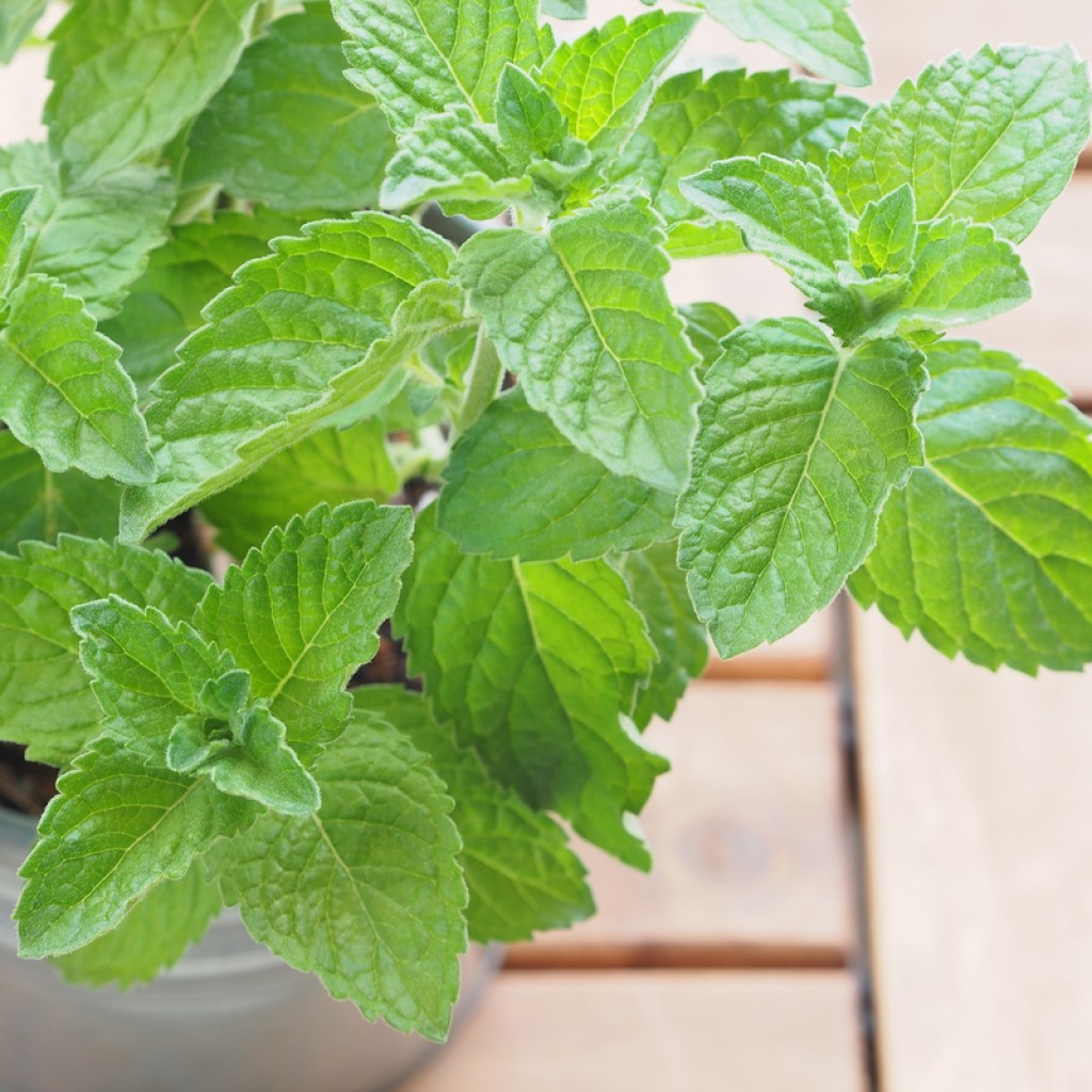 Mint growing in a white pot on a wooden table