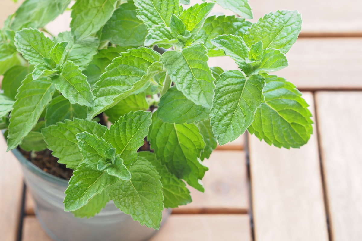 Mint growing in a white pot on a wooden table