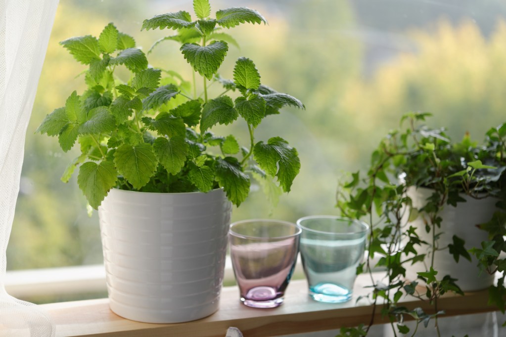 Mint on windowsill