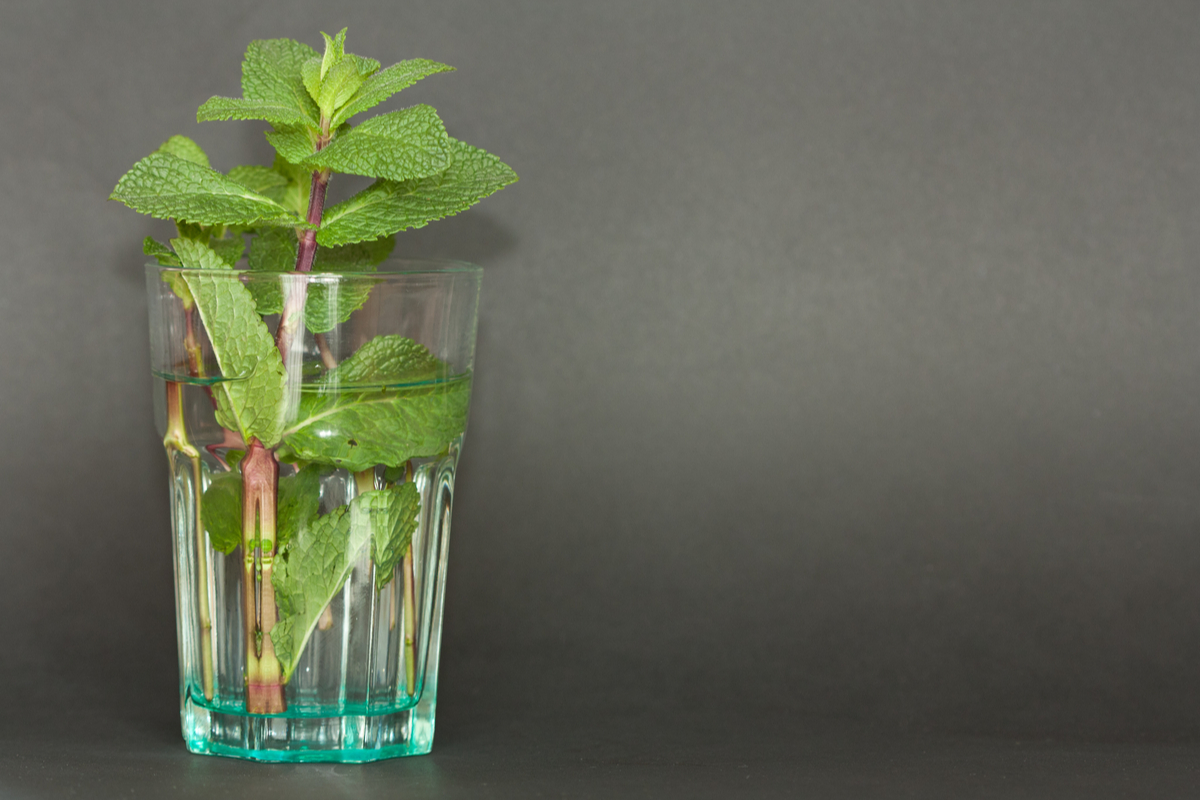 A stem of mint with leaves in a glass of water