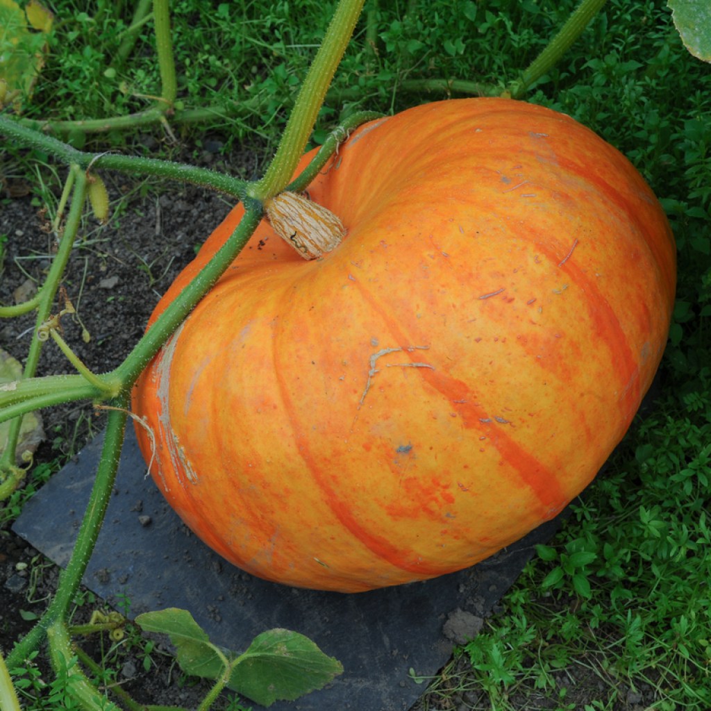 Medium-size pumpkin growing on a vine