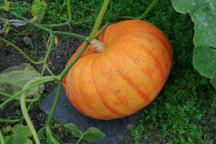 Medium-size pumpkin growing on a vine