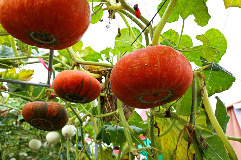 Pumpkin growing on trellis overhead