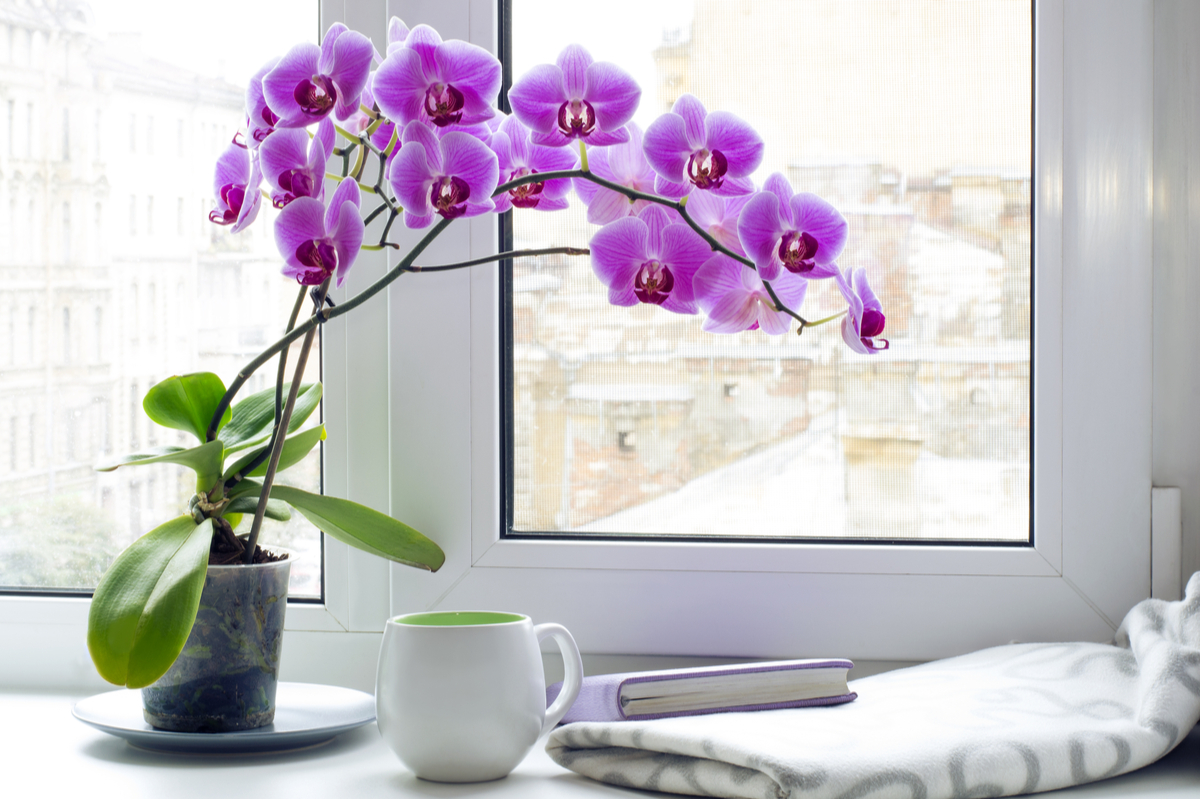 Blooming orchid beside a bright window