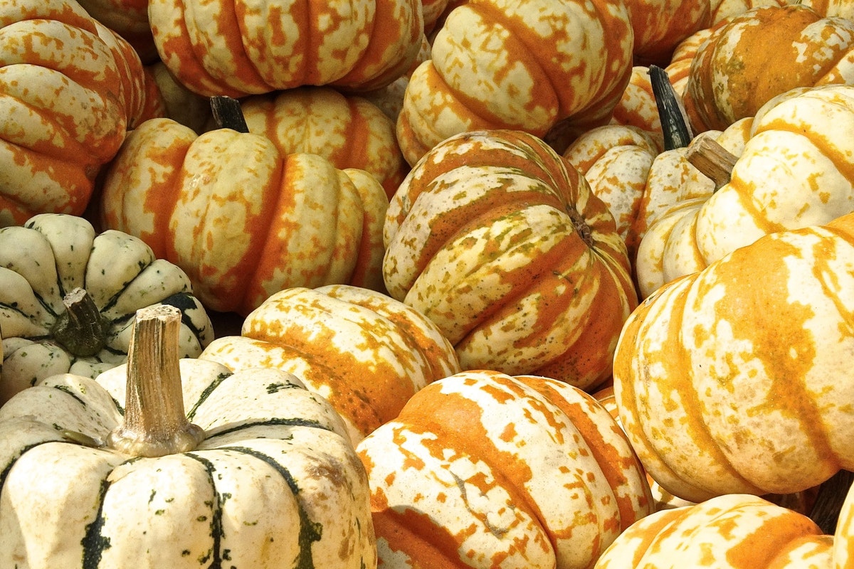 A close up of striped pumpkins