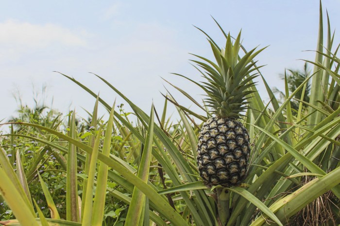 pineapple plant with unripe fruit