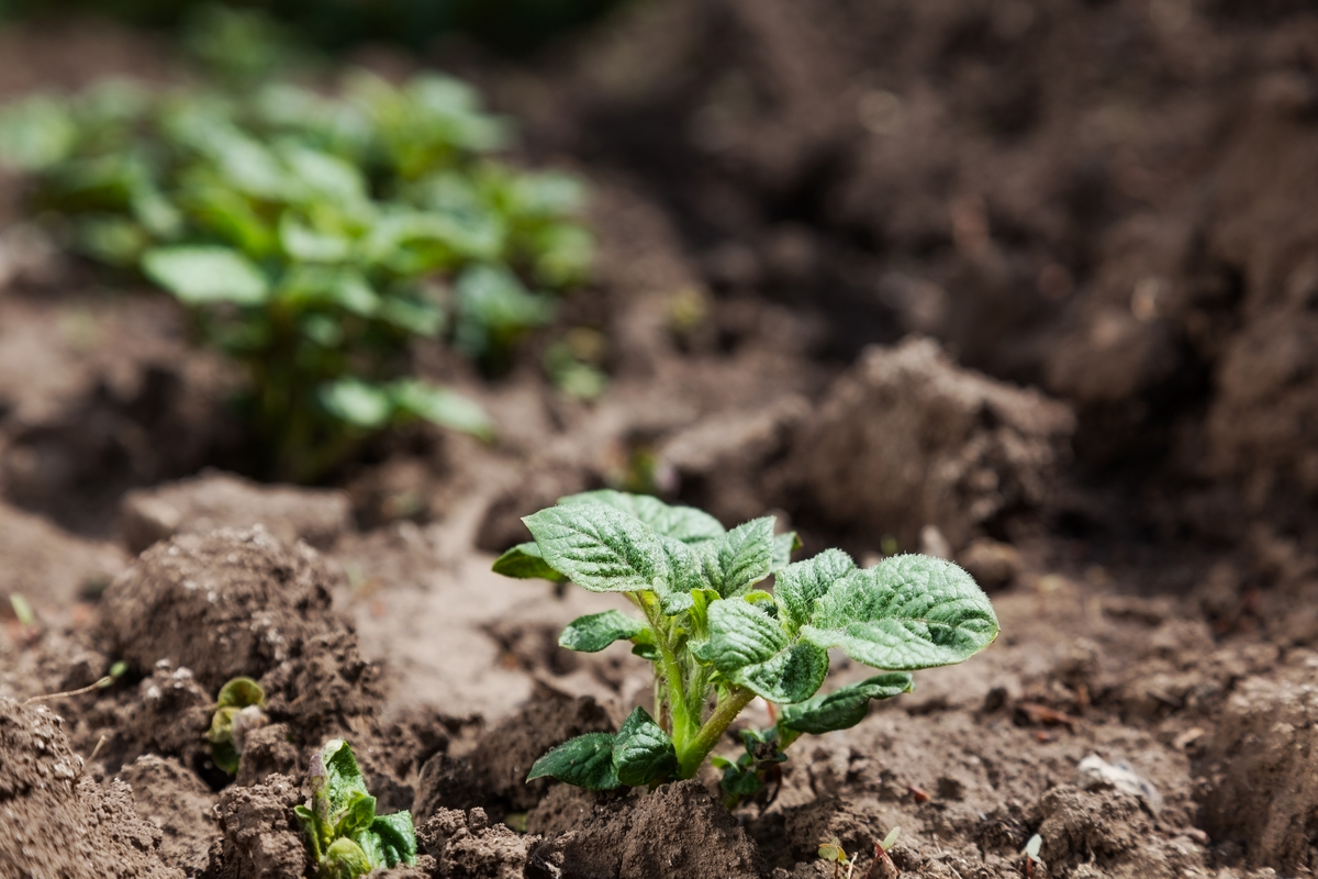 Potato sprouts hilled with soil