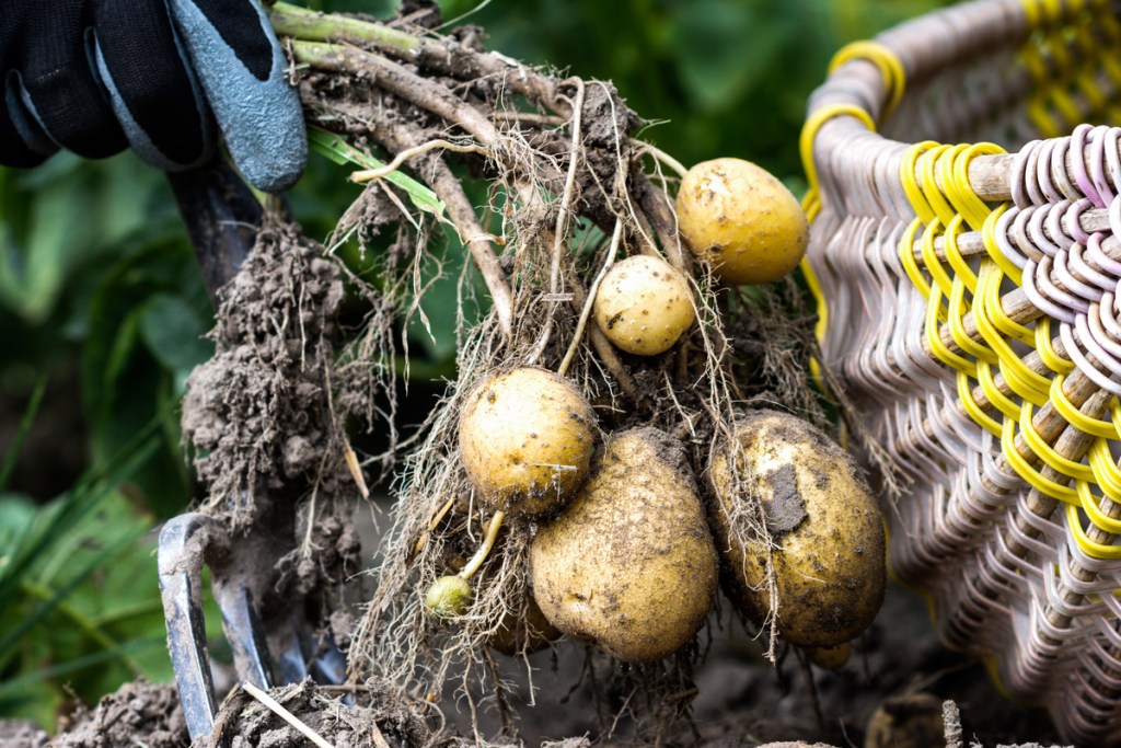 Potatoes dug out next to a basket