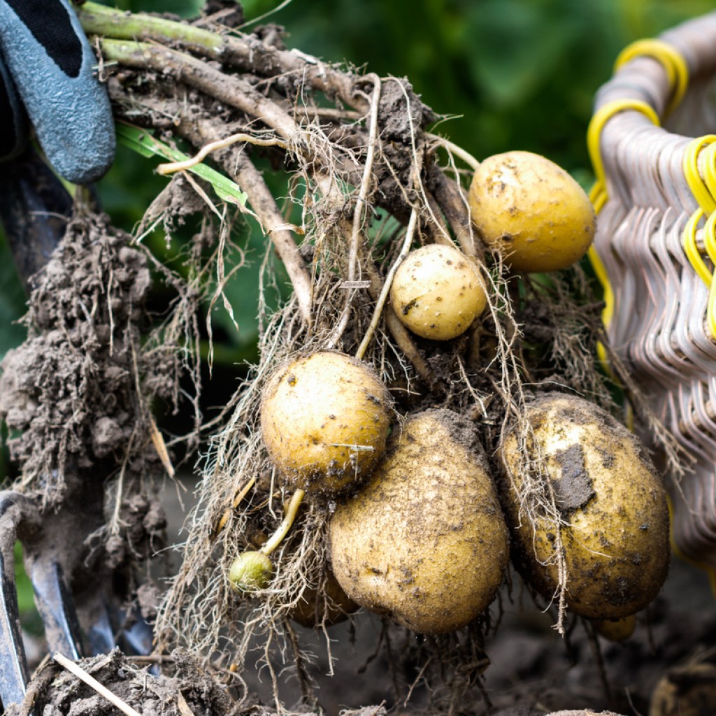 Potatoes dug out next to a basket