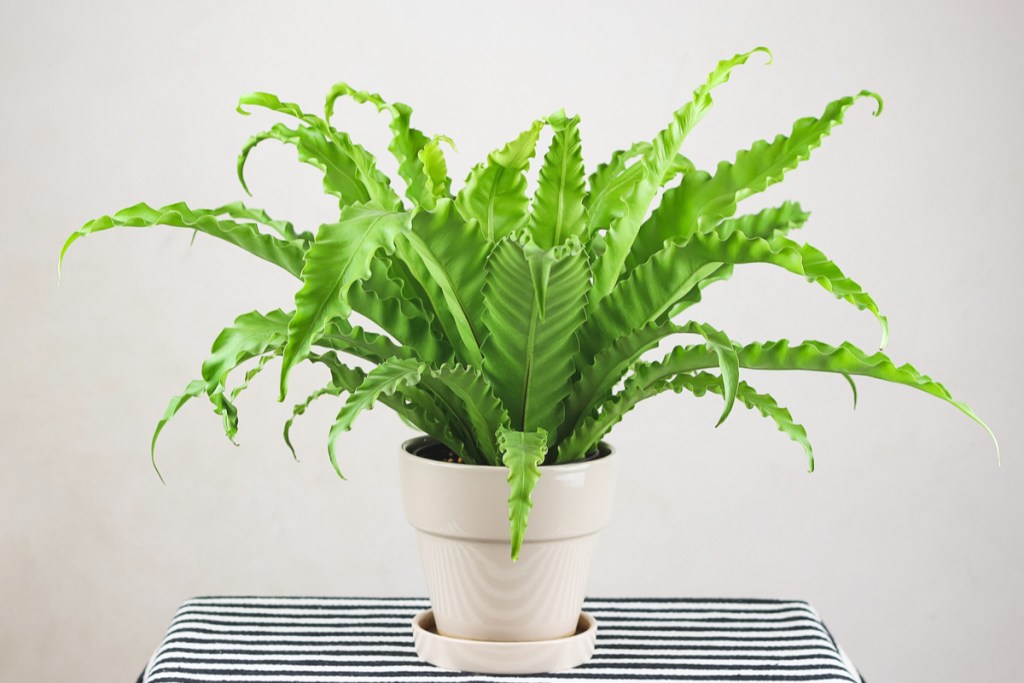 Fern growing in a white pot