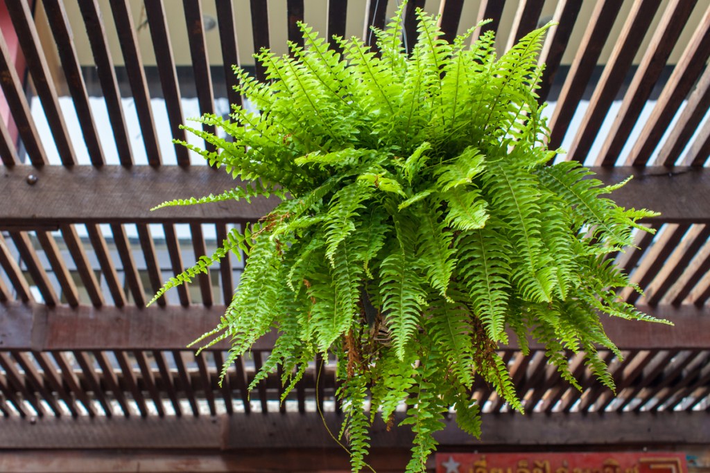 Medium sized Boston fern in a pot on a balcony