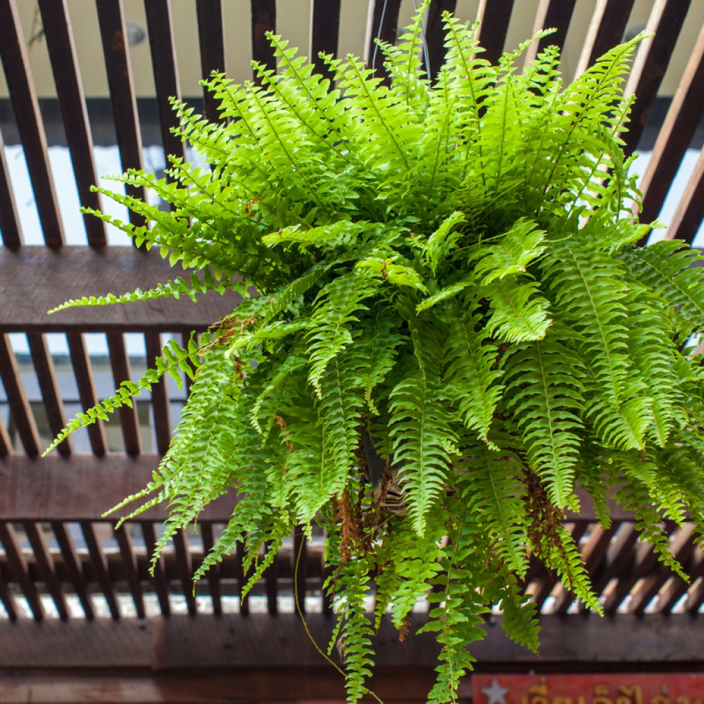 Medium sized Boston fern in a pot on a balcony
