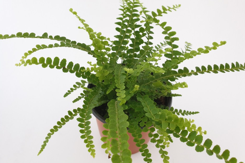 Button fern in a small brown pot on a white background