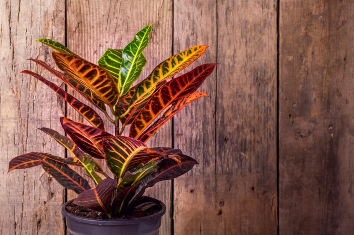 A large croton plant with red, yellow, and green leaves in a black pot against a wooden wall