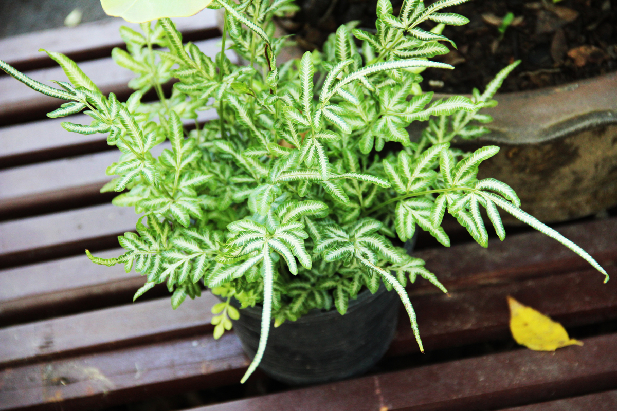 Young silver brake fern in a black pot on a wooden table