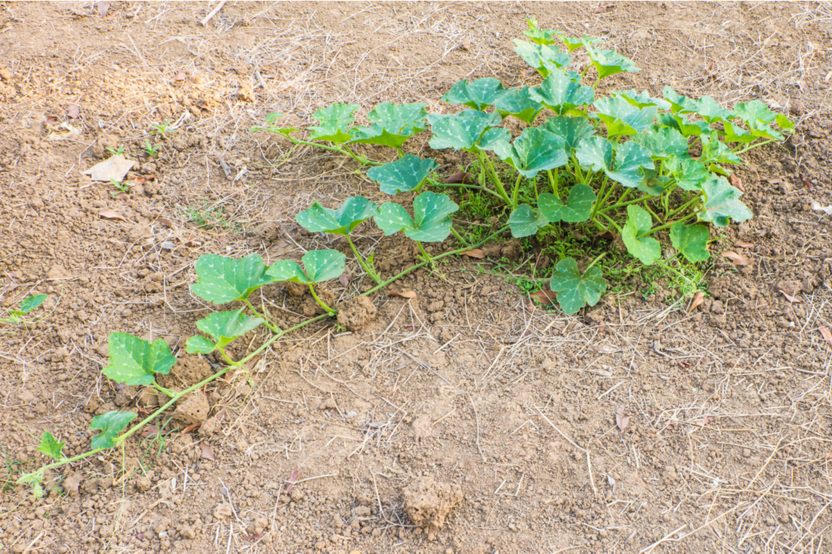 A pumpkin vine growing in plain dirt, growing in a clump and beginning to extend a vine outward