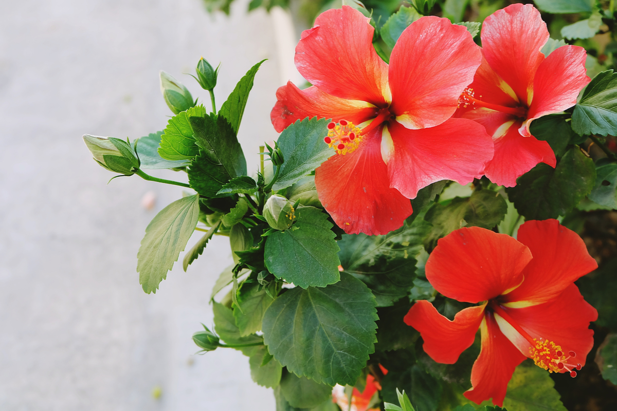 Red hibiscus flowers with subtle white stripes