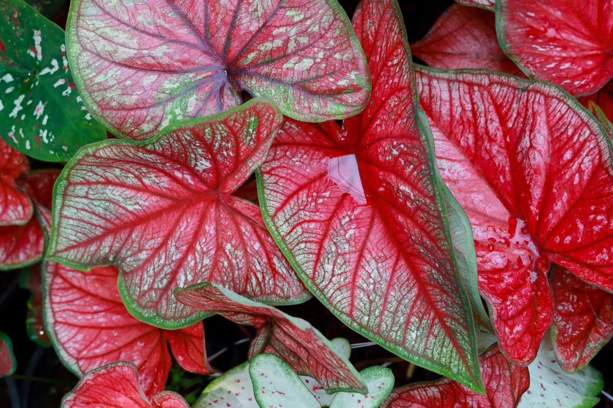Close up of caladium leaves that are mostly red with a little bit of white and green edges