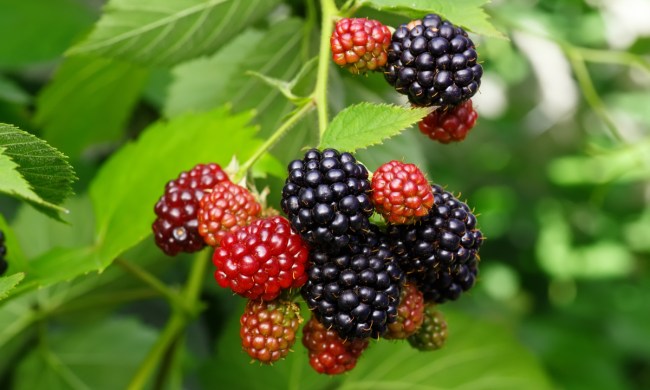 Ripe blackberries on the bush