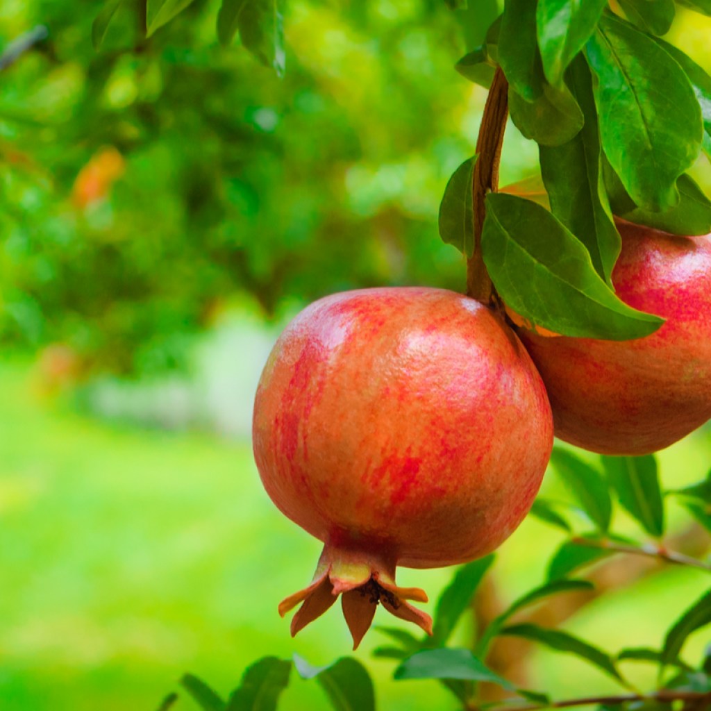 Two ripe pomegranates on a tree