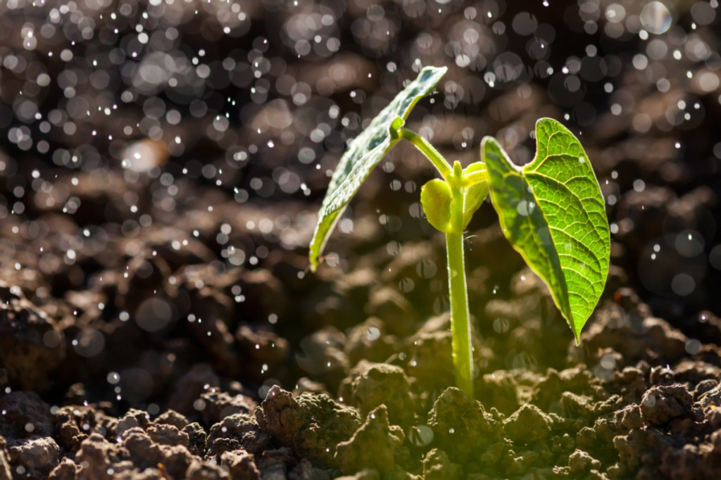 Young seedling in gentle rain