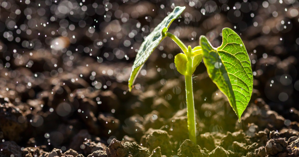 Everything you need to know about planting trees in wet soil HappySprout