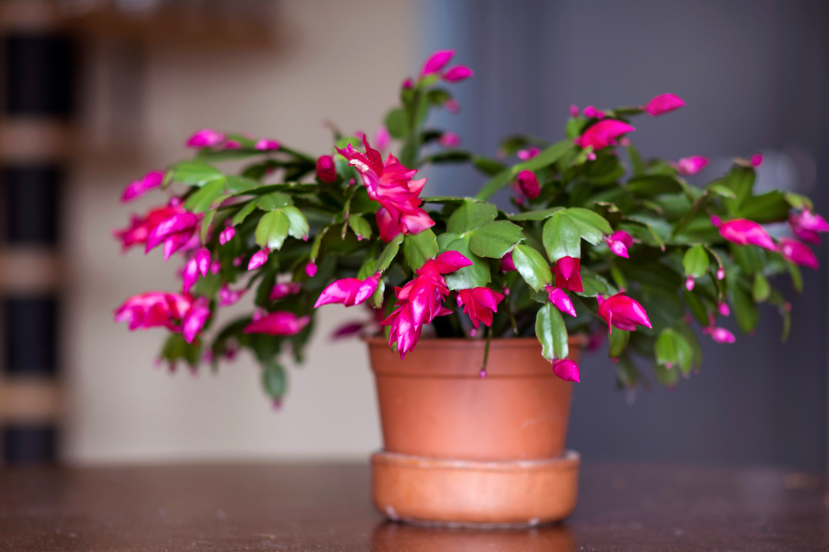 christmas cactus