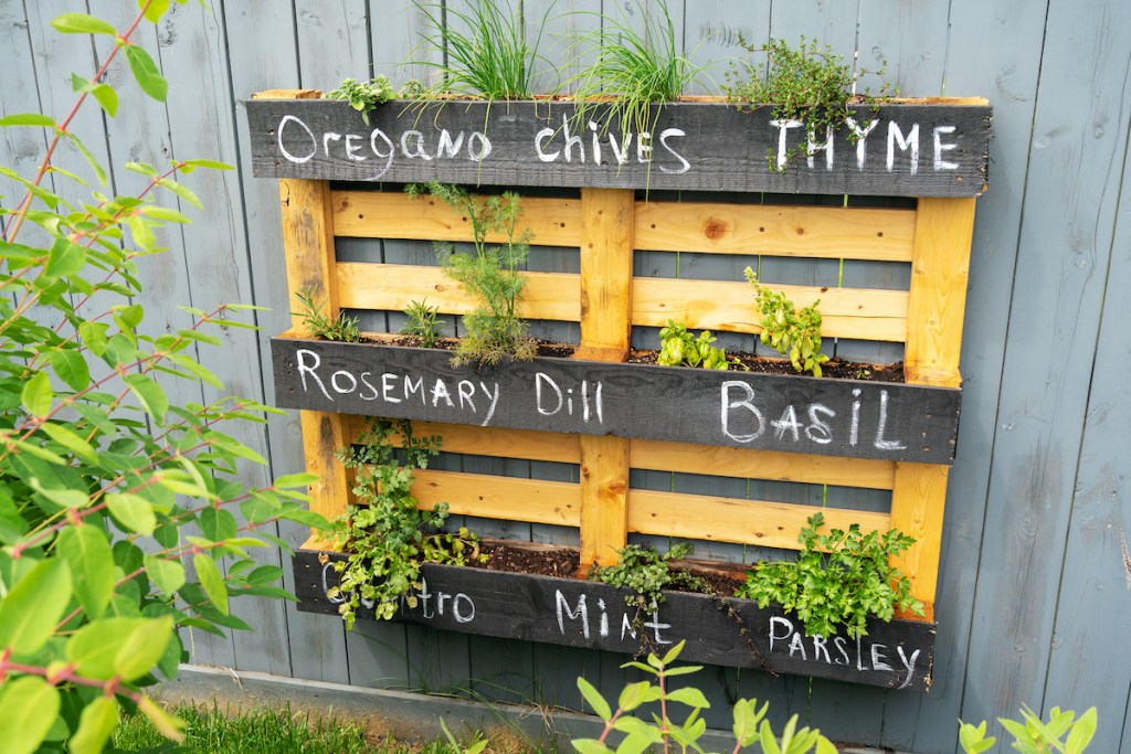A wall-hanging herb garden made from an old pallet