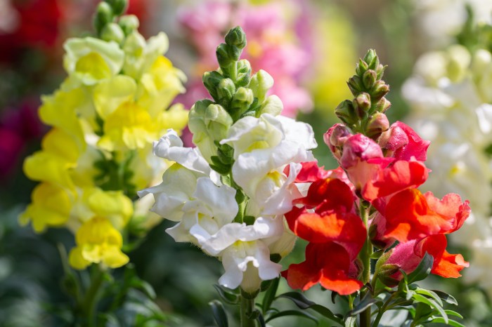 Red, white, and yellow snapdragon flowers