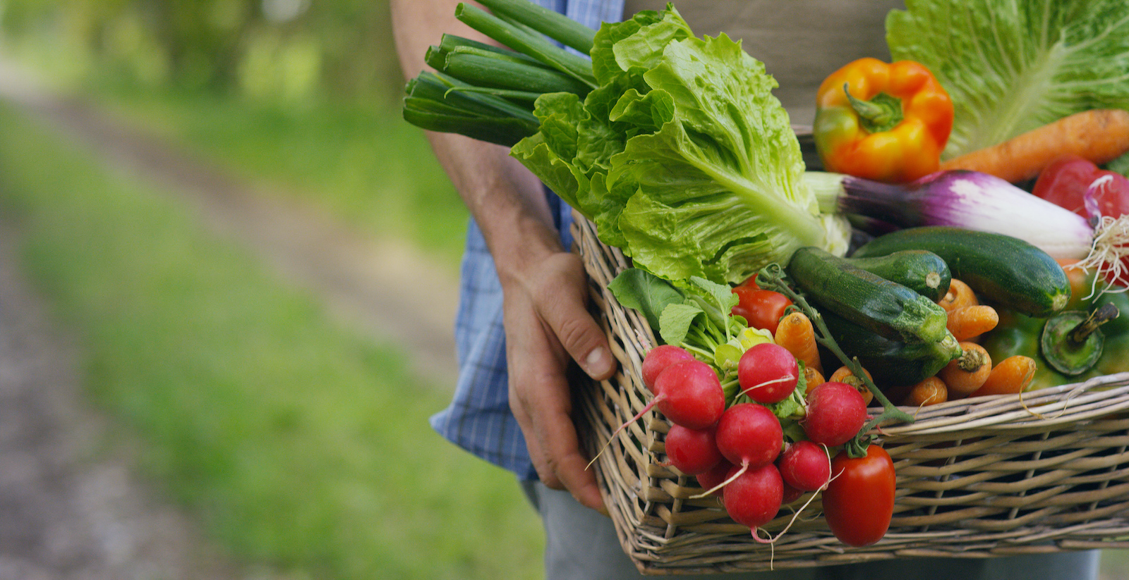 Vegetables in a garden