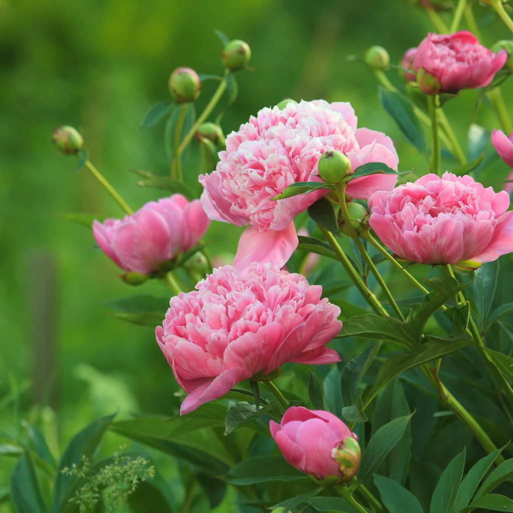 Pink peonies in a field