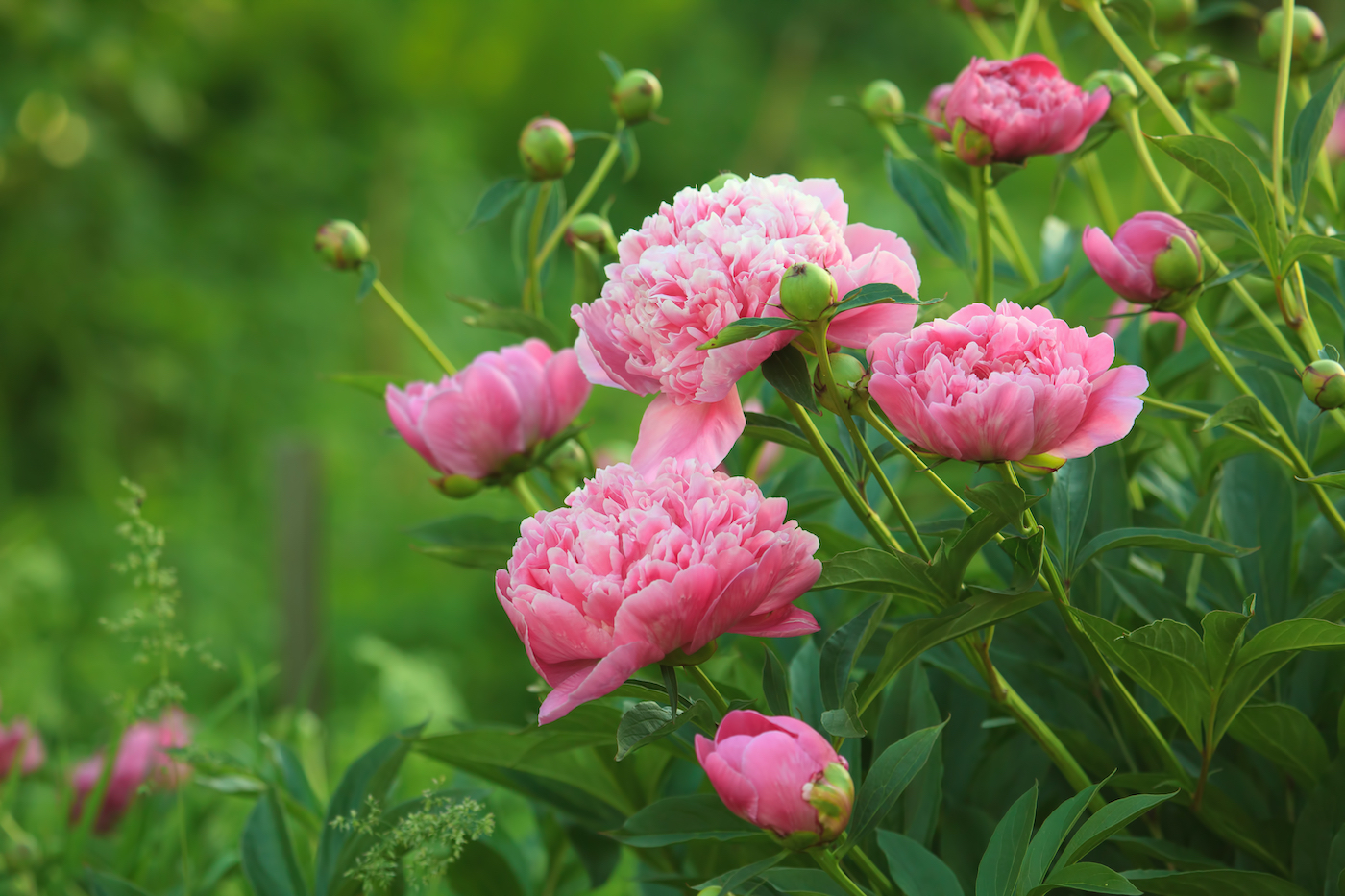 Pink peonies in a field