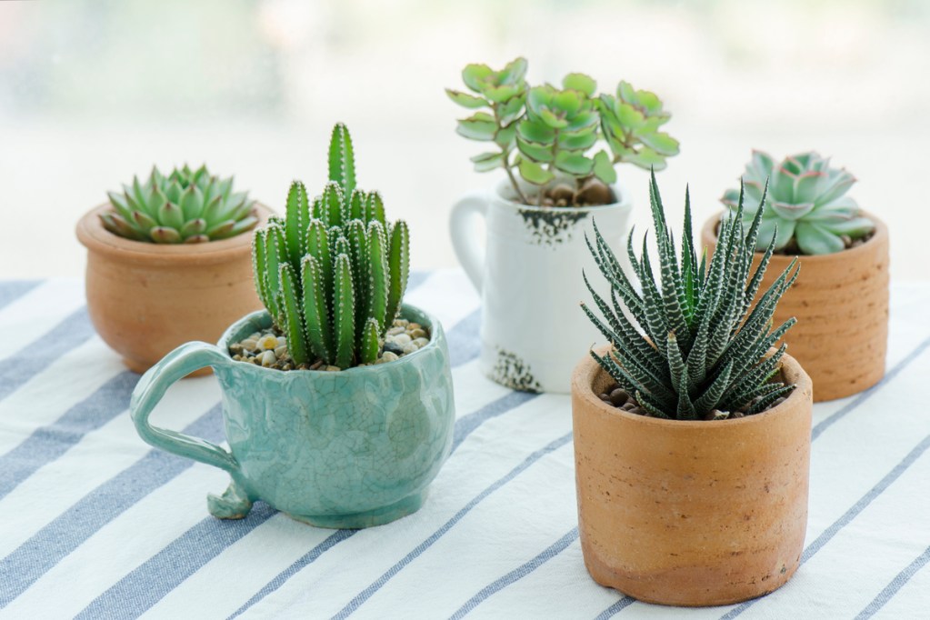 5 different succulents planted in clay mugs