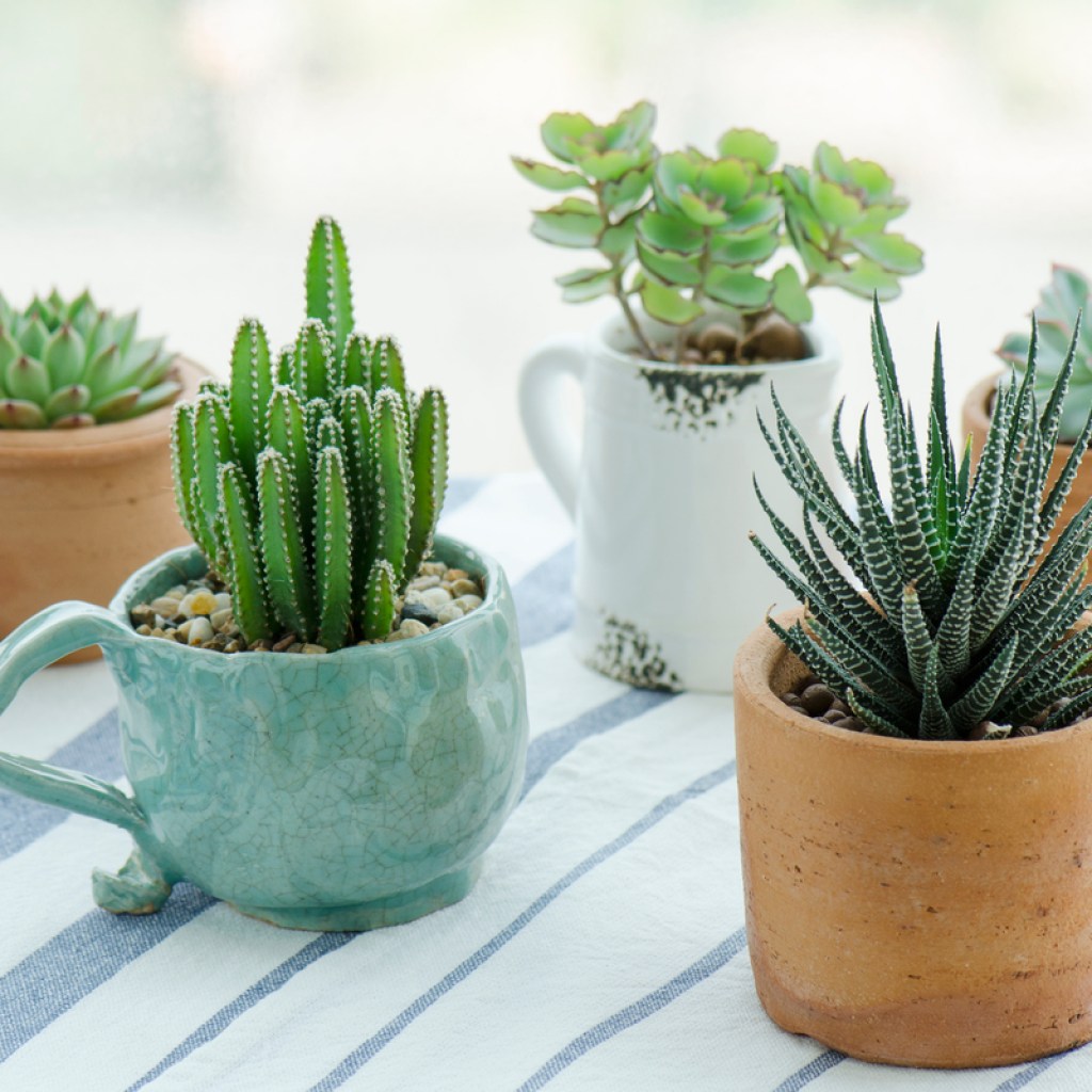 5 different succulents planted in clay mugs