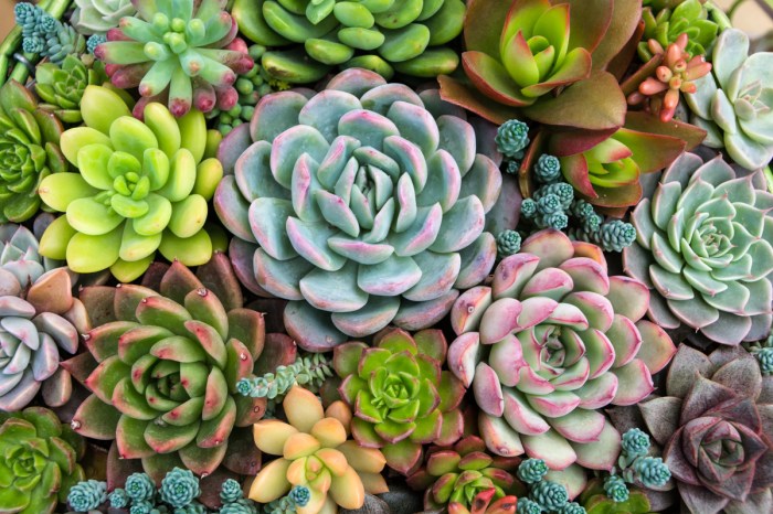 An arrangement of different echeveria succulents of different sizes and colors