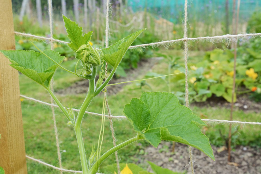 Vine growing up a vertical trellis with a lattice made of string