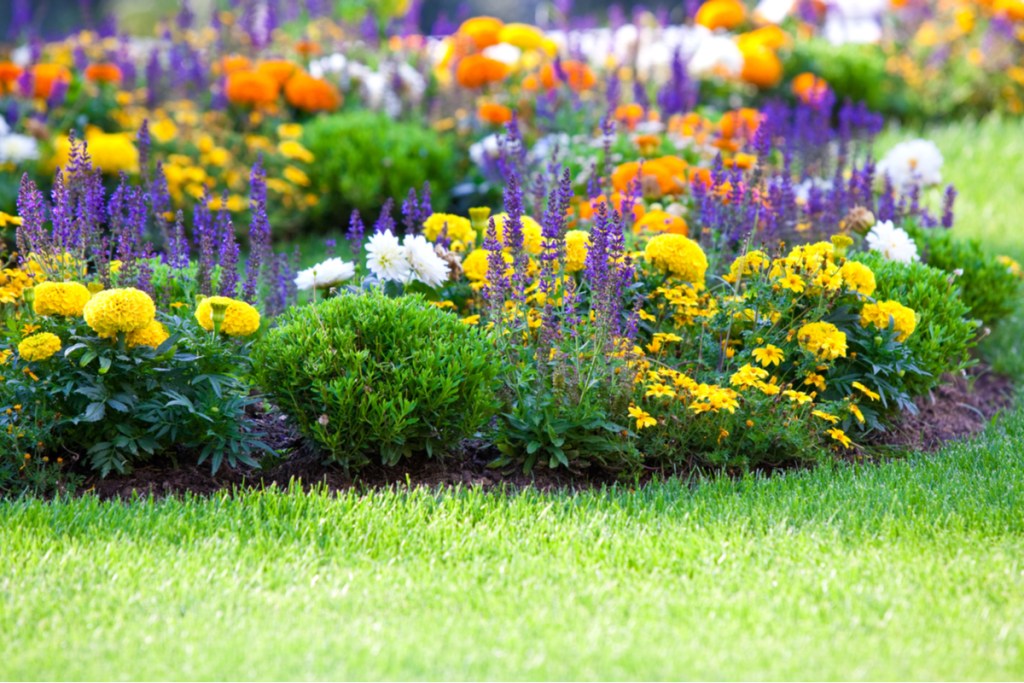 Flower garden full of annual flowers