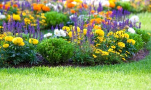 Flower garden full of annual flowers